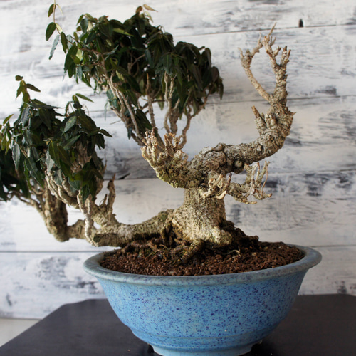 三河盆栽　チリメンカズラ　盆栽　忍作鉢 三河盆栽 チリメンカズラ 盆栽 忍作鉢