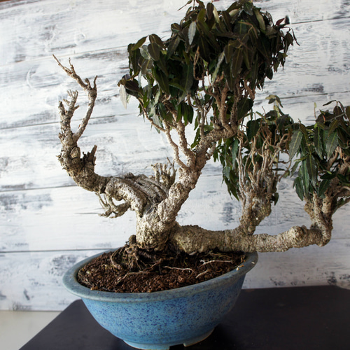 盆栽 『チリメンカズラ』 和風 インテリア 園芸 ガーデニング オブジェ