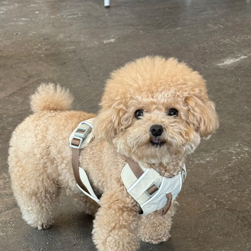 手作り羊毛フェルト】トイプードル 柴犬 チワワ ミニチュアダックス