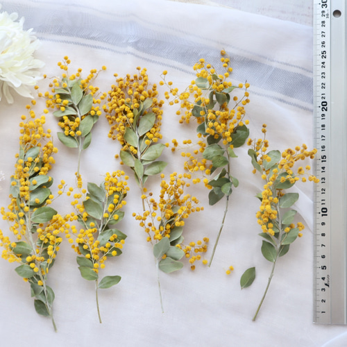 ミモザパールアカシア　80サイズ 80サイズ パールアカシア ミモザ フレッシュ ミモザ パールアカシア