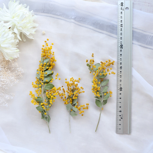 パールミモザ　蕾 mimosapl_kit01.jpg