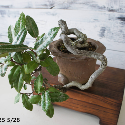 盆栽 『グミ』 和風 インテリア おしゃれ 雑貨 オブジェ 観葉植物