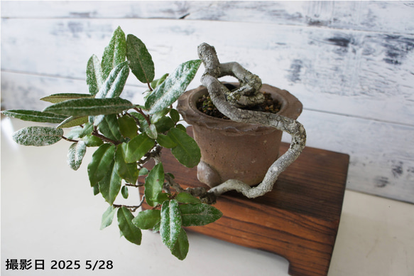 盆栽 『グミ』 おしゃれ インテリア 観葉植物 ガーデニング 送料無料 b050 盆栽 『グミ』 おしゃれ インテリア 観葉植物 ガーデニング 送料無料