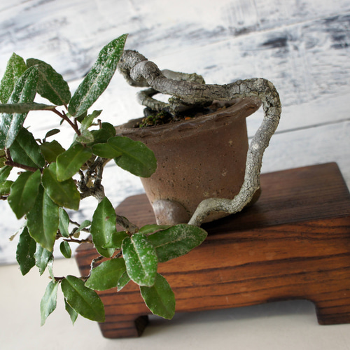 盆栽 『グミ』 和風 インテリア おしゃれ 雑貨 オブジェ 観葉植物