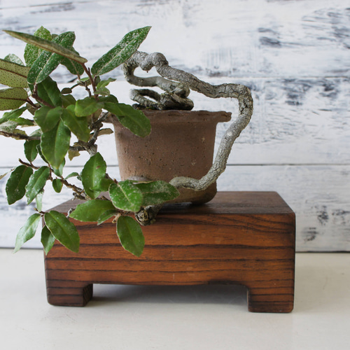 盆栽 『グミ』 インテリア 園芸 観葉植物 ガーデニング 送料無料 b039 盆栽 『グミ』 インテリア 園芸 観葉植物 ガーデニング 送料無料 b039