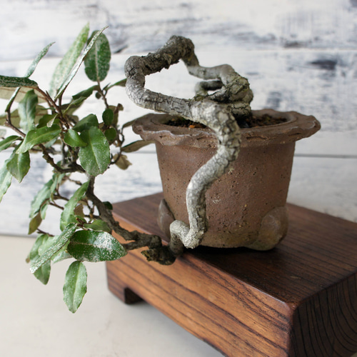 盆栽 『グミ』 和風 インテリア おしゃれ 雑貨 オブジェ 観葉植物