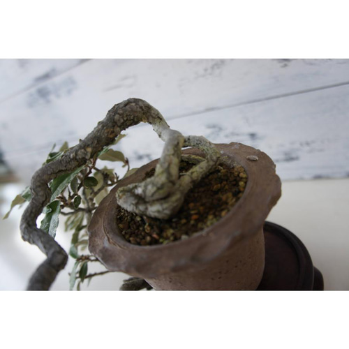 盆栽 『グミ』 インテリア 観葉植物 オブジェ ガーデニング 送料無料 b057 盆栽 『グミ』 和風 インテリア 花 園芸 ガーデニング オブジェ 観葉