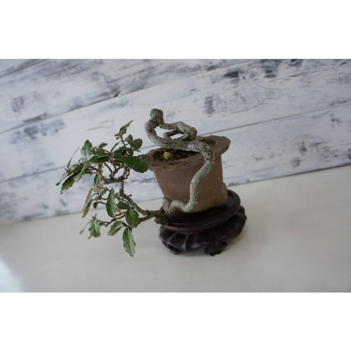 盆栽 『グミ』 和風 インテリア おしゃれ 雑貨 オブジェ 観葉植物