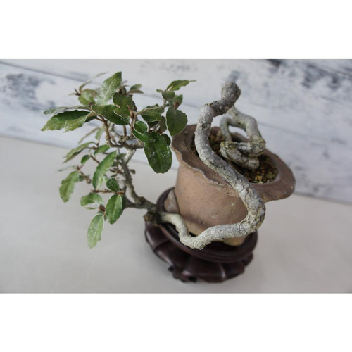 盆栽 『グミ』 和風 インテリア おしゃれ 雑貨 オブジェ 観葉植物