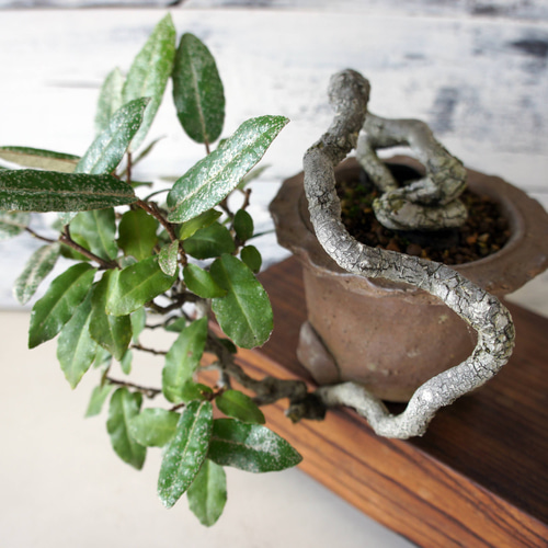 盆栽 『グミ』 インテリア 観葉植物 ガーデニング 園芸 送料無料 b151 盆栽 『グミ』 インテリア 観葉植物 ガーデニング 園芸 送料無料 b151