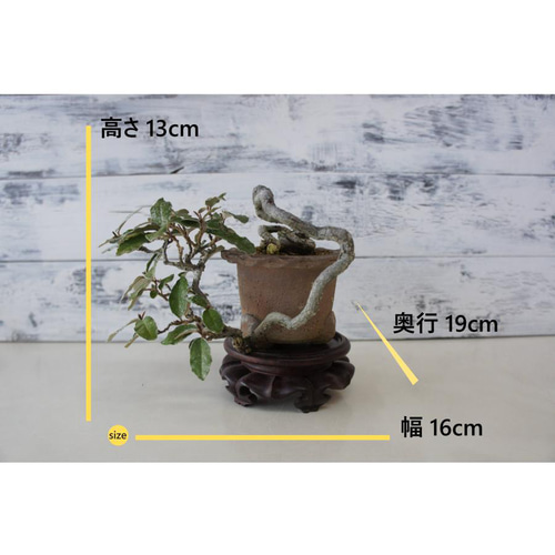 盆栽 『グミ』 インテリア 観葉植物 オブジェ ガーデニング 送料無料 b057 盆栽 『グミ』 和風 インテリア 花 園芸 ガーデニング オブジェ 観葉