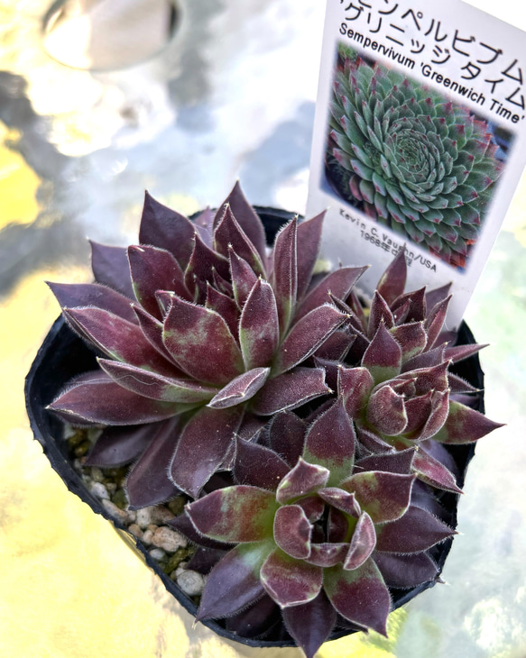 センペルビウム 根付き カット苗 ミックスパック 多肉植物