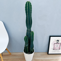 現品］☆人気☆ 9番 柱サボテン 鬼面角 3本立て 8号 観葉植物 大型 棘