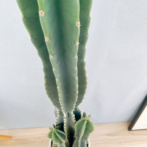現品］☆人気☆ 9番 柱サボテン 鬼面角 3本立て 8号 観葉植物 大型 棘