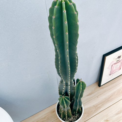 現品］☆人気☆ 9番 柱サボテン 鬼面角 3本立て 8号 観葉植物