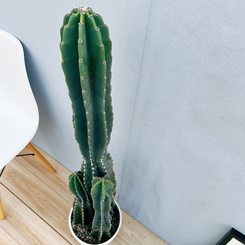 現品］☆人気☆ 9番 柱サボテン 鬼面角 3本立て 8号 観葉植物 大型 棘