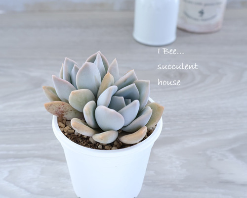 5299a4d35b970ede526d1687cdbef8