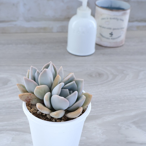 多肉植物 ライラックワンダー 3号ポット 多肉植物 I Bee