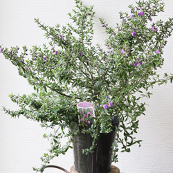 J.CHAMBERLAIN &CO. 植木鉢❤︎英国❤︎j.c&co. その他