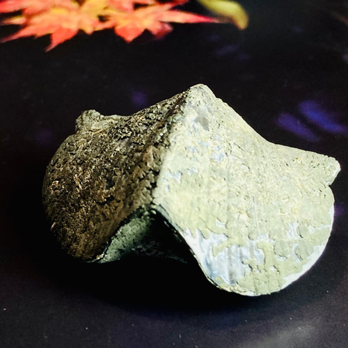 希少✨ パイライトシェル 腕足貝 化石 黄鉄鉱 原石 天然石 東洋占星術