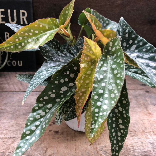 ホワイトアイス♡ベゴニア♡ドット柄の模様♡観葉植物 アート