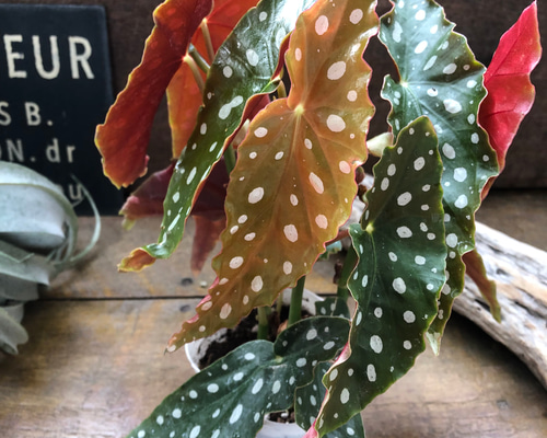 y*o様 3 ベゴニア マクラータ 斑入り 激レア 大株 Yahoo!オークション