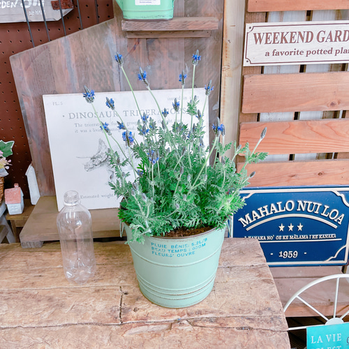 ラスト！大人気♡【レースラベンダー寄せ植え 】天然アロマいい香り