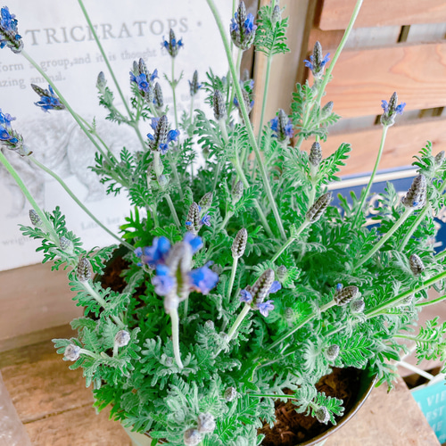 ラスト！大人気♡【レースラベンダー寄せ植え 】天然アロマいい香り