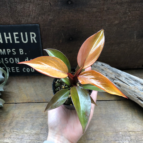 レッドムーン♡希少♡フィロデンドロン♡観葉植物♡ アートフラワー