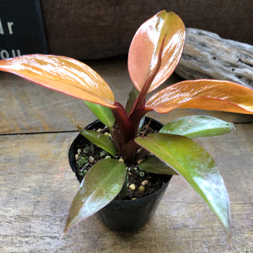 希少　フィロデンドロン　レッドムーン　販売予定 フィロデンドロン・レッドムーン 】 希少品種です🙌 セッドムーン