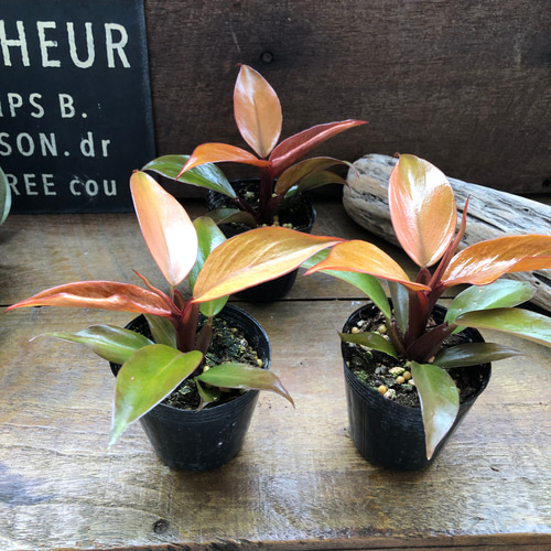 レッドムーン♡希少♡フィロデンドロン♡観葉植物♡ アートフラワー