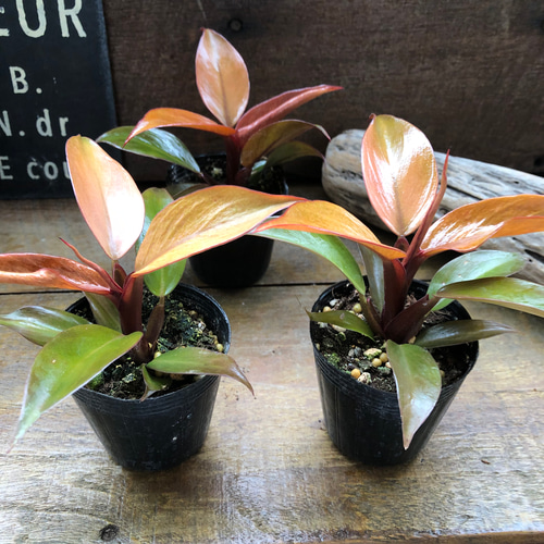 レッドムーン♡希少♡フィロデンドロン♡観葉植物♡ アートフラワー