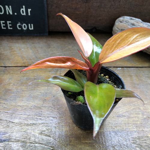 レッドムーン♡希少♡フィロデンドロン♡観葉植物♡ アートフラワー