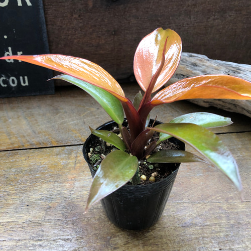 レッドムーン♡希少♡フィロデンドロン♡観葉植物♡ アートフラワー