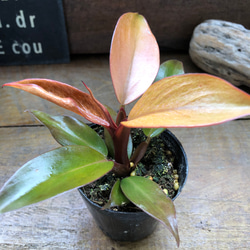 レッドムーン♡希少♡フィロデンドロン♡観葉植物♡ アートフラワー