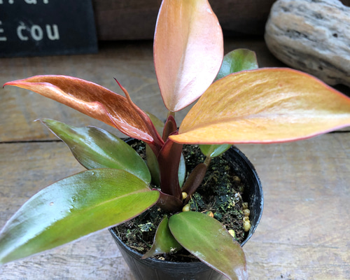 レッドムーン♡希少♡フィロデンドロン♡観葉植物♡ アートフラワー