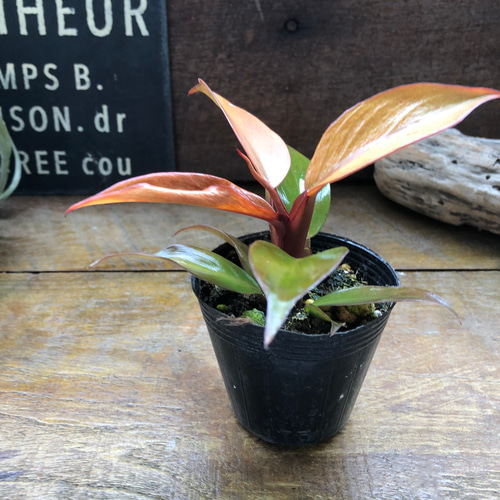 レッドムーン♡希少♡フィロデンドロン♡観葉植物♡ アートフラワー