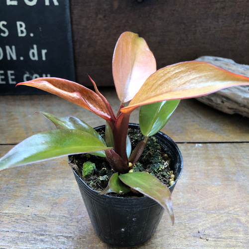 レッドムーン♡希少♡フィロデンドロン♡観葉植物♡ アートフラワー