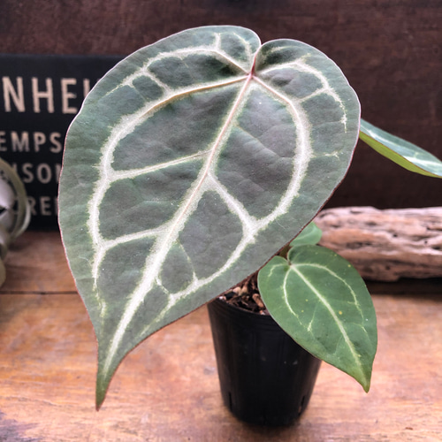 ブランド通販サイトをすべて アンスリウム ミシェル×ザラ♡Anthurium F3 Michelle×Zara その他観葉植物