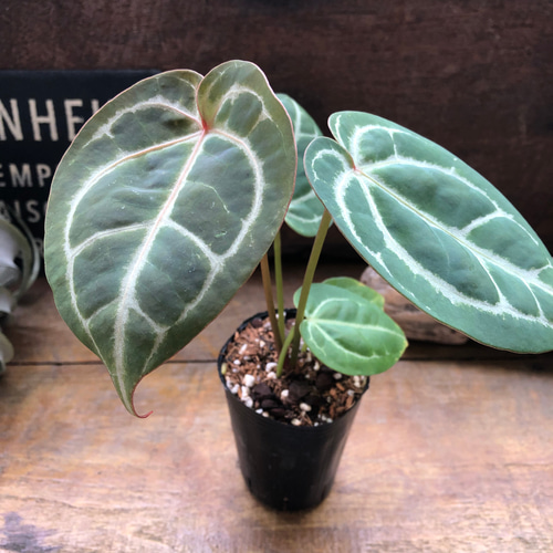 Anthurium Michelle アンスリウム　ミシェル 🖤💜🖤Anthurium 'Zara' ✖︎ 'Michelle' （F3）🖤💜🖤 新葉の