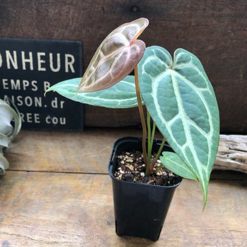 アンスリウム ミシェル×ザラ♡Anthurium Michelle×Zara F3