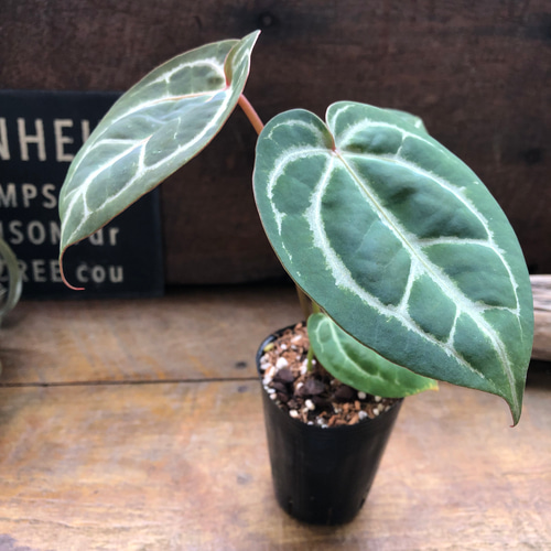 ☆特大☆ アンスリウム ミシェル anthurium タグ付き 30cmクラス