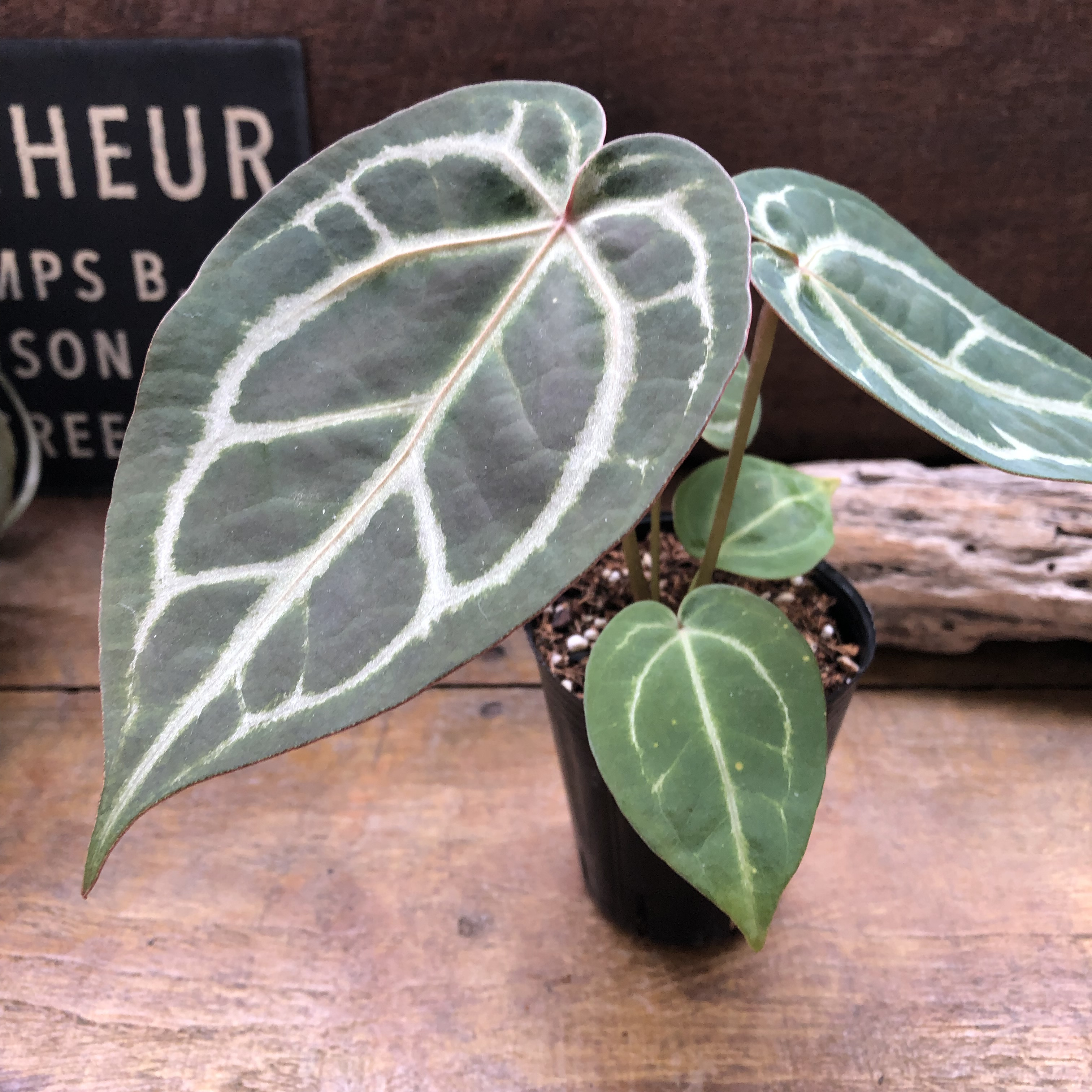 アンスリウム ミシェル×ザラ アンスリウム ミシェル×ザラ