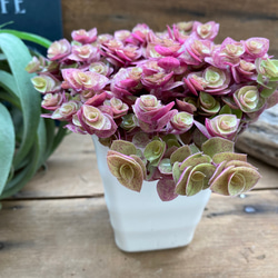 ❷現品 9cmポットごと発送❤アロマティカス 桜色カリシア 多肉植物寄せ植え 桜色カリシア♡明るさで葉色が変わる♡多肉植物♡もりもり♡ 人