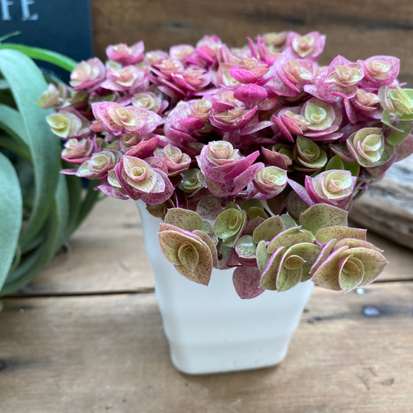 多肉植物 紫ピンク グラデーション 花芽付き*6 桜色カリシア♡明るさで葉色が変わる♡多肉植物♡もりもり♡ 人