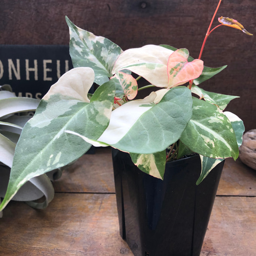 斑入りツルドクダミ♡ファロピア ムルチフローラ バリエガータ リース