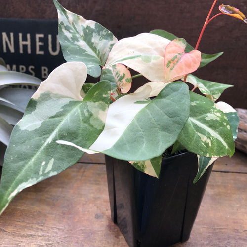 斑入りツルドクダミ♡ファロピア ムルチフローラ バリエガータ リース