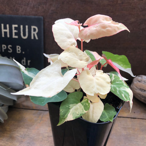 斑入りツルドクダミ♡ファロピア ムルチフローラ バリエガータ リース