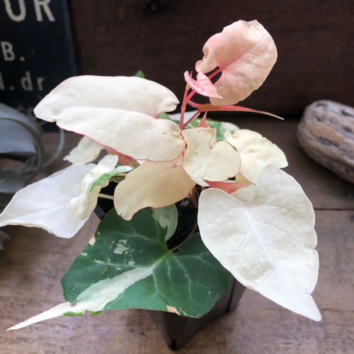 斑入りツルドクダミ♡ファロピア ムルチフローラ バリエガータ リース