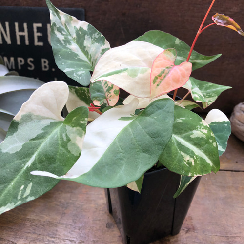 ファロピア　マルチフローラ　バリエガータ☆斑入り☆希少☆B 園芸ネット本店｜ファロピア：マルチフローラ バリエガータ 3.5号